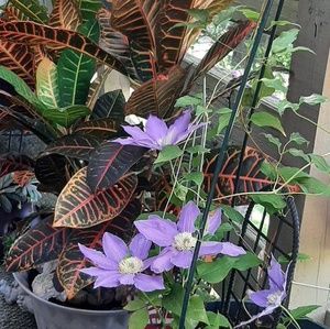 Meet your Posher, Faye